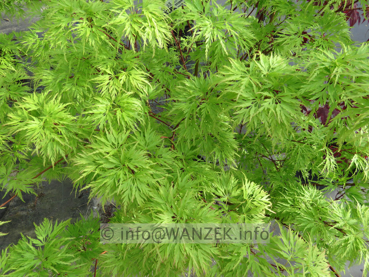 Acer palmatum Seiryu - Austrieb02.JPG